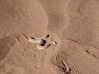 Singlereise Namibia – Sidewinder in der Namib Wüste &ndash; &copy; Franziska Bergmann (Eberhardt TRAVEL)