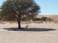 Singlereise Namibia – Springböcke &ndash; &copy; Franziska Bergmann (Eberhardt TRAVEL)