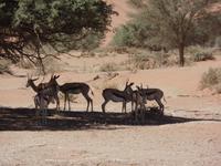 Singlereise Namibia – Springböcke &ndash; &copy; Franziska Bergmann (Eberhardt TRAVEL)