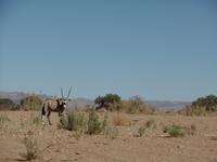 Singlereise Namibia – Oryx &ndash; &copy; Franziska Bergmann (Eberhardt TRAVEL)