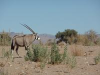 Singlereise Namibia – Oryx &ndash; &copy; Franziska Bergmann (Eberhardt TRAVEL)