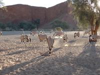 Singlereise Namibia – Oryxe an der Namib Dessert Lodge &ndash; &copy; Franziska Bergmann (Eberhardt TRAVEL)