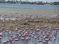 Singlereise Namibia – Flamingos in Walvis Bay &ndash; &copy; Franziska Bergmann (Eberhardt TRAVEL)