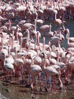 Singlereise Namibia – Flamingos in Walvis Bay &ndash; &copy; Franziska Bergmann (Eberhardt TRAVEL)