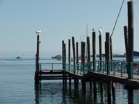 Singlereise Namibia – Pelikane in Walvis Bay &ndash; &copy; Franziska Bergmann (Eberhardt TRAVEL)