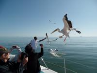 Singlereise Namibia – Katamaranfahrt &ndash; &copy; Franziska Bergmann (Eberhardt TRAVEL)