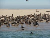 Singlereise Namibia – Ohrenrobben &ndash; &copy; Franziska Bergmann (Eberhardt TRAVEL)