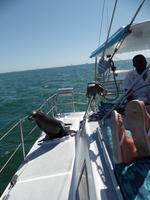 Singlereise Namibia – Ohrenrobben &ndash; &copy; Franziska Bergmann (Eberhardt TRAVEL)