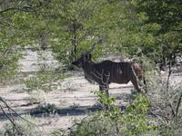 Singlereise Namibia – Etosha Nationalpark &ndash; &copy; Franziska Bergmann (Eberhardt TRAVEL)