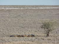 Singlereise Namibia – Etosha Nationalpark &ndash; &copy; Franziska Bergmann (Eberhardt TRAVEL)