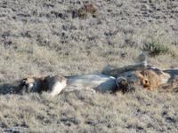 Singlereise Namibia – Etosha Nationalpark &ndash; &copy; Franziska Bergmann (Eberhardt TRAVEL)