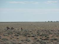 Singlereise Namibia – Etosha Nationalpark &ndash; &copy; Franziska Bergmann (Eberhardt TRAVEL)