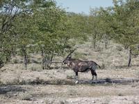 Singlereise Namibia – Etosha Nationalpark &ndash; &copy; Franziska Bergmann (Eberhardt TRAVEL)