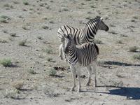 Singlereise Namibia – Etosha Nationalpark &ndash; &copy; Franziska Bergmann (Eberhardt TRAVEL)