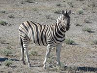 Singlereise Namibia – Etosha Nationalpark &ndash; &copy; Franziska Bergmann (Eberhardt TRAVEL)