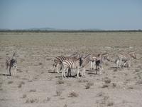 Singlereise Namibia – Etosha Nationalpark &ndash; &copy; Franziska Bergmann (Eberhardt TRAVEL)
