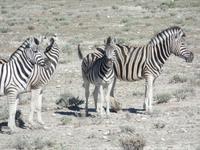 Singlereise Namibia – Etosha Nationalpark &ndash; &copy; Franziska Bergmann (Eberhardt TRAVEL)