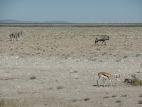 Singlereise Namibia – Etosha Nationalpark &ndash; &copy; Franziska Bergmann (Eberhardt TRAVEL)