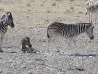 Singlereise Namibia – Etosha Nationalpark &ndash; &copy; Franziska Bergmann (Eberhardt TRAVEL)