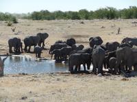 Singlereise Namibia – Etosha Nationalpark &ndash; &copy; Franziska Bergmann (Eberhardt TRAVEL)