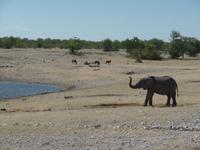 Singlereise Namibia – Etosha Nationalpark &ndash; &copy; Franziska Bergmann (Eberhardt TRAVEL)