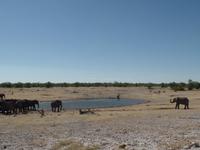 Singlereise Namibia – Etosha Nationalpark &ndash; &copy; Franziska Bergmann (Eberhardt TRAVEL)