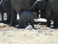 Singlereise Namibia – Etosha Nationalpark &ndash; &copy; Franziska Bergmann (Eberhardt TRAVEL)