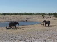 Singlereise Namibia – Etosha Nationalpark &ndash; &copy; Franziska Bergmann (Eberhardt TRAVEL)