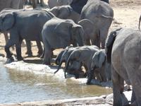 Singlereise Namibia – Etosha Nationalpark &ndash; &copy; Franziska Bergmann (Eberhardt TRAVEL)