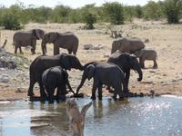 Singlereise Namibia – Etosha Nationalpark &ndash; &copy; Franziska Bergmann (Eberhardt TRAVEL)