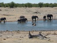 Singlereise Namibia – Etosha Nationalpark &ndash; &copy; Franziska Bergmann (Eberhardt TRAVEL)