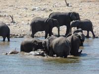 Singlereise Namibia – Etosha Nationalpark &ndash; &copy; Franziska Bergmann (Eberhardt TRAVEL)