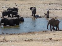 Singlereise Namibia – Etosha Nationalpark &ndash; &copy; Franziska Bergmann (Eberhardt TRAVEL)
