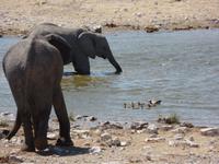 Singlereise Namibia – Etosha Nationalpark &ndash; &copy; Franziska Bergmann (Eberhardt TRAVEL)