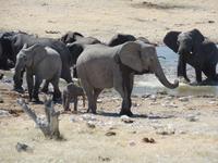 Singlereise Namibia – Etosha Nationalpark &ndash; &copy; Franziska Bergmann (Eberhardt TRAVEL)