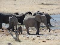 Singlereise Namibia – Etosha Nationalpark &ndash; &copy; Franziska Bergmann (Eberhardt TRAVEL)