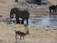 Singlereise Namibia – Etosha Nationalpark &ndash; &copy; Franziska Bergmann (Eberhardt TRAVEL)