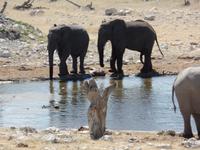 Singlereise Namibia – Etosha Nationalpark &ndash; &copy; Franziska Bergmann (Eberhardt TRAVEL)