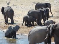 Singlereise Namibia – Etosha Nationalpark &ndash; &copy; Franziska Bergmann (Eberhardt TRAVEL)