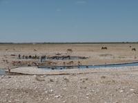 Singlereise Namibia – Etosha Nationalpark &ndash; &copy; Franziska Bergmann (Eberhardt TRAVEL)