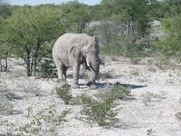 Singlereise Namibia – Etosha Nationalpark &ndash; &copy; Franziska Bergmann (Eberhardt TRAVEL)