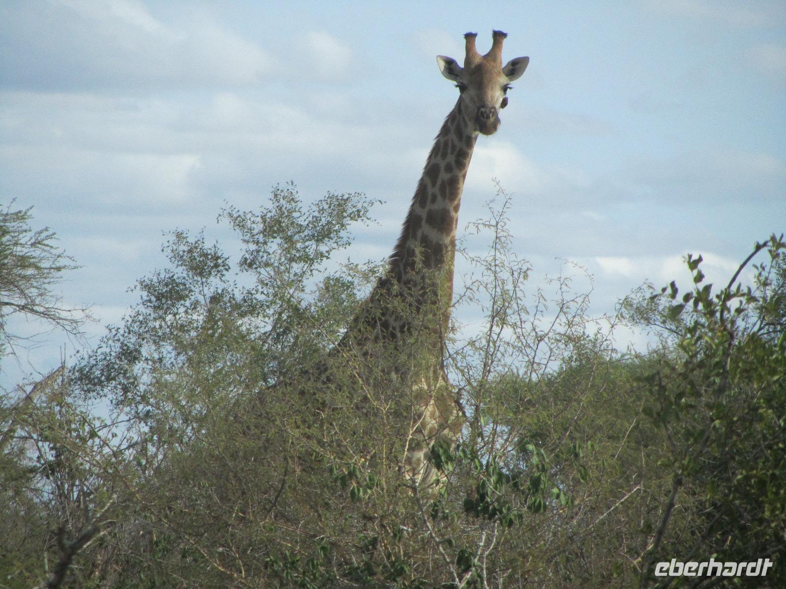 Krüger Nationalpark Giraffe &ndash; &copy; Sandra Mahr (Eberhardt TRAVEL)