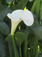 Calla &ndash; &copy; Sandra Mahr (Eberhardt TRAVEL)