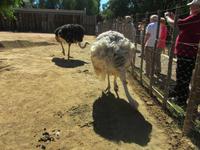 Straußenfarm 'Lady Gaga' & 'Michael Jackson' &ndash; &copy; Sandra Mahr (Eberhardt TRAVEL)