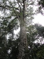 Big Tree Tsitsikamma &ndash; &copy; Sandra Mahr (Eberhardt TRAVEL)