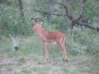 Krüger Nationalpark Impala &ndash; &copy; Sandra Mahr (Eberhardt TRAVEL)