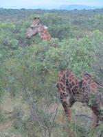 Krüger Nationalpark Giraffe &ndash; &copy; Sandra Mahr (Eberhardt TRAVEL)