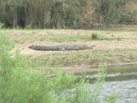 Krüger Nationalpark Krokodil &ndash; &copy; Sandra Mahr (Eberhardt TRAVEL)