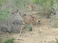Krüger Nationalpark Kudu &ndash; &copy; Sandra Mahr (Eberhardt TRAVEL)