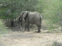 Krüger Nationalpark Elefant &ndash; &copy; Sandra Mahr (Eberhardt TRAVEL)